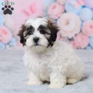 Mason, Teddy Bear Puppy